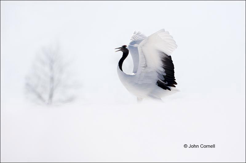 Japanese Crane;Red-crowned Crane;Crane;Grus Japonensis;Japan;Tancho;Endangered Species;Snow;One;avifauna;bird;birds;feather;feathered;feathers;nature;outdoor;outdoors;wild;wilderness;wildlife;color photograph;color image;natural;Dancing Bird